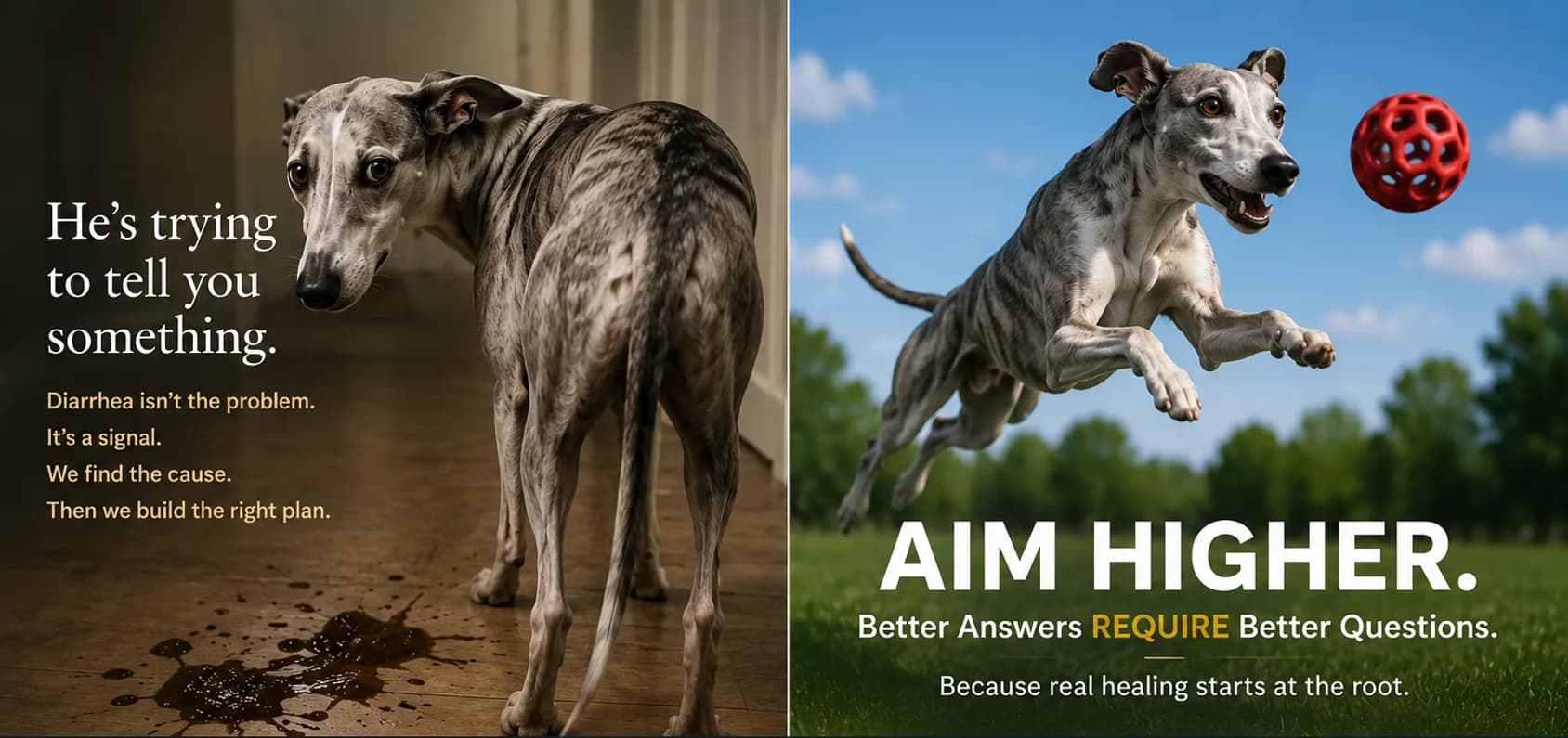 A dog with occasional digestive symptoms, alongside the message: a symptom is a signal, not the problem—BMNF finds the cause and builds the right plan. Aim higher: better answers require better questions.
